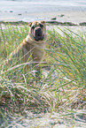 Shar Pei