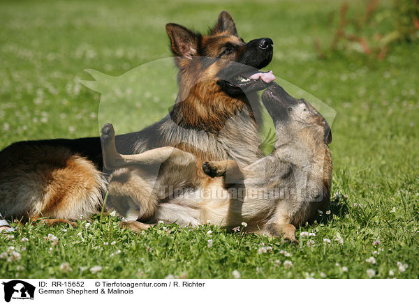 German Shepherd & Malinois / RR-15652