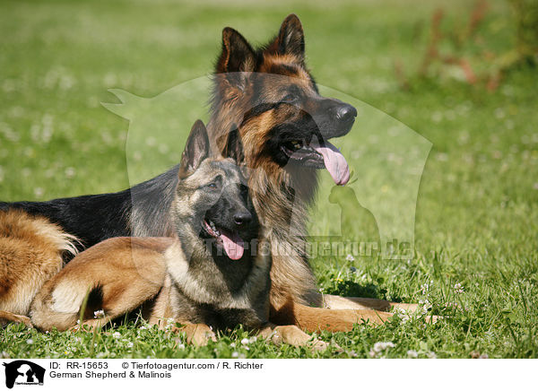 German Shepherd & Malinois / RR-15653