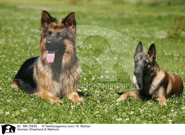 German Shepherd & Malinois / RR-15656
