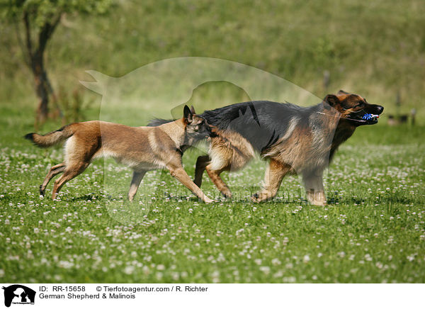 German Shepherd & Malinois / RR-15658