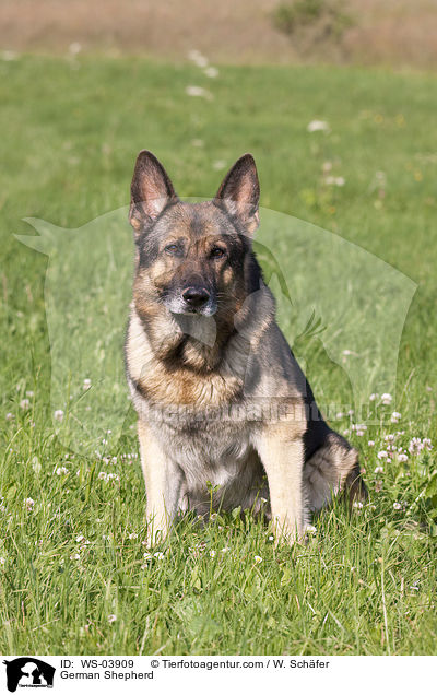 German Shepherd / WS-03909
