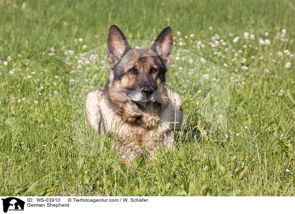 German Shepherd / WS-03910