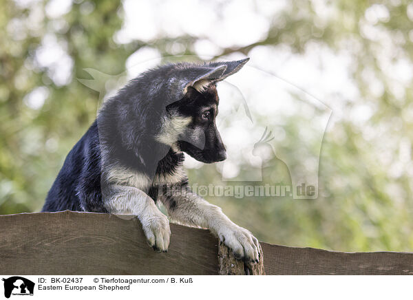 Osteuropischer Schferhund / Eastern European Shepherd / BK-02437