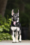 Eastern European Shepherd