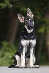 Eastern European Shepherd
