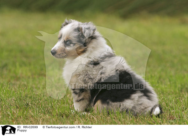 Puppy / RR-02699