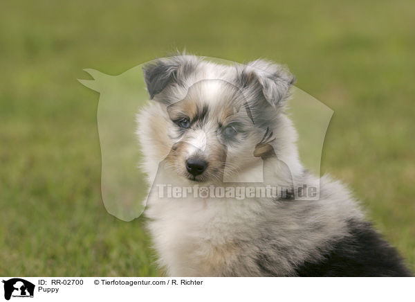 Puppy / RR-02700