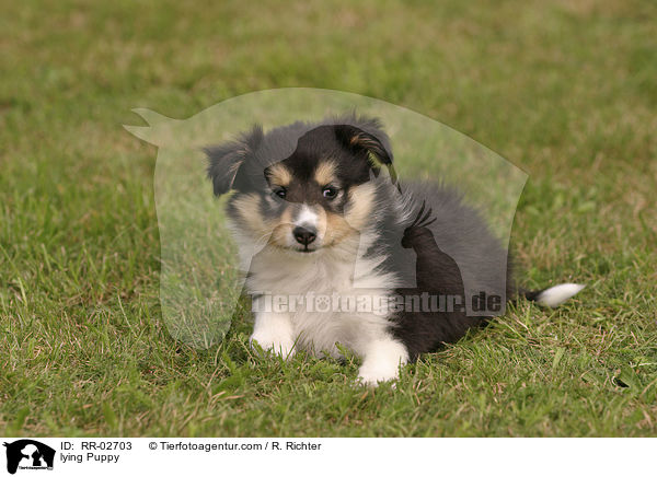 liegender Sheltie Welpe / lying Puppy / RR-02703