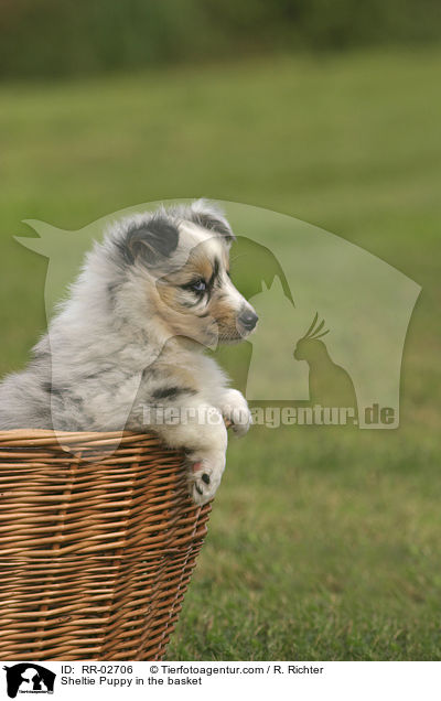 Sheltie Puppy in the basket / RR-02706