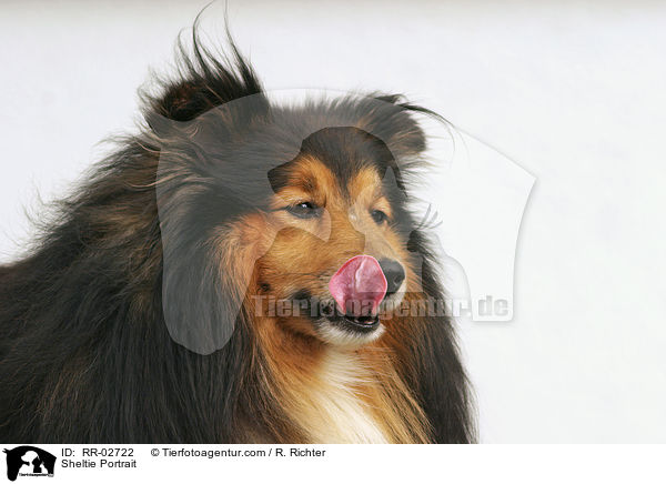 Sheltie Portrait / Sheltie Portrait / RR-02722