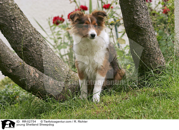 young Shetland Sheepdog / RR-02754