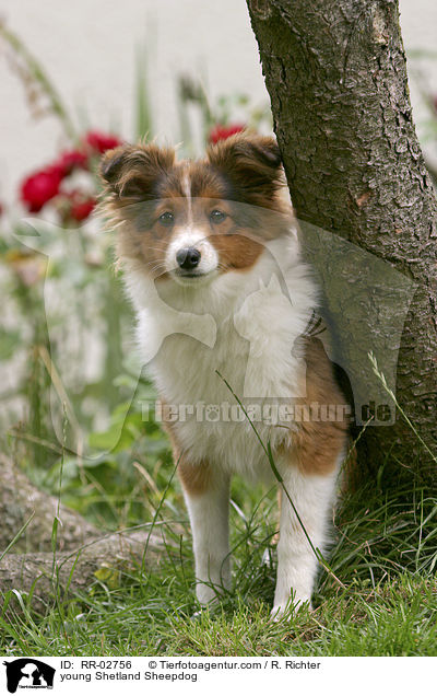 young Shetland Sheepdog / RR-02756