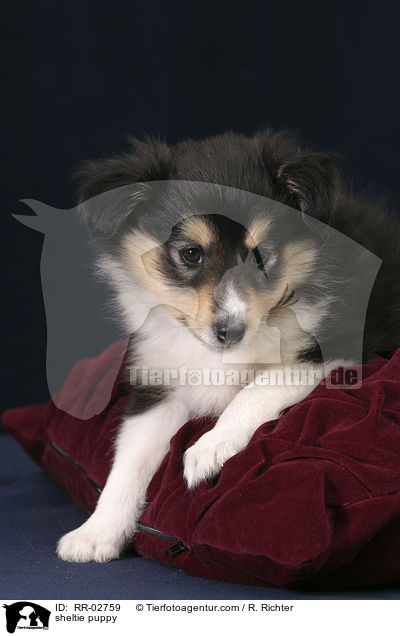 Sheltiewelpe auf Kissen / sheltie puppy / RR-02759