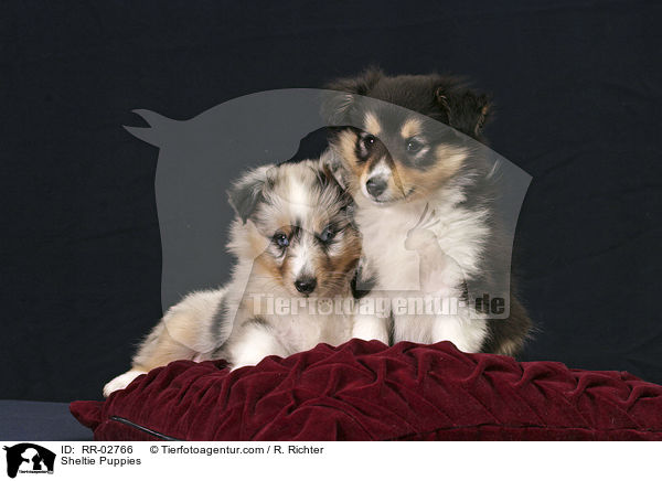 tricolor und blue merle Sheltie Welpen / Sheltie Puppies / RR-02766