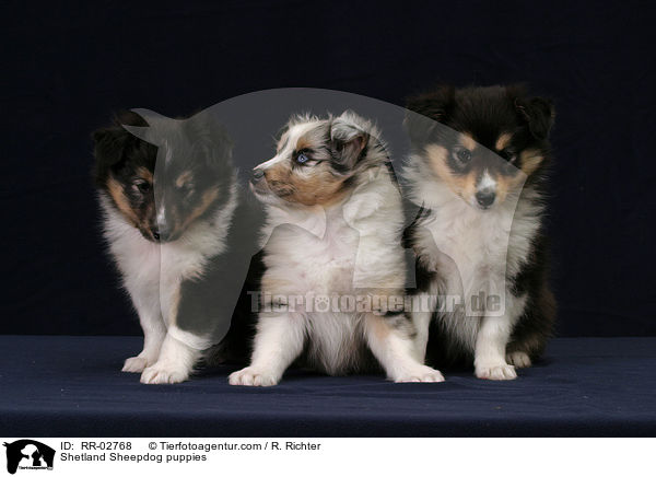 Sheltie Welpen / Shetland Sheepdog puppies / RR-02768