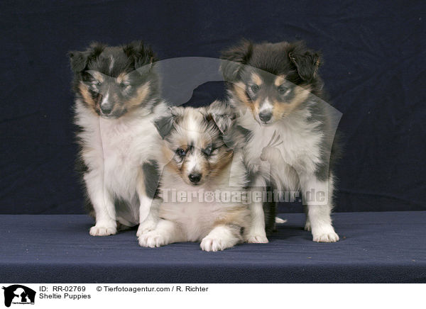 tricolor und blue merle Sheltie Welpen / Sheltie Puppies / RR-02769