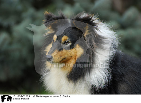 Sheltie Portrait / Sheltie Portrait / SST-02005