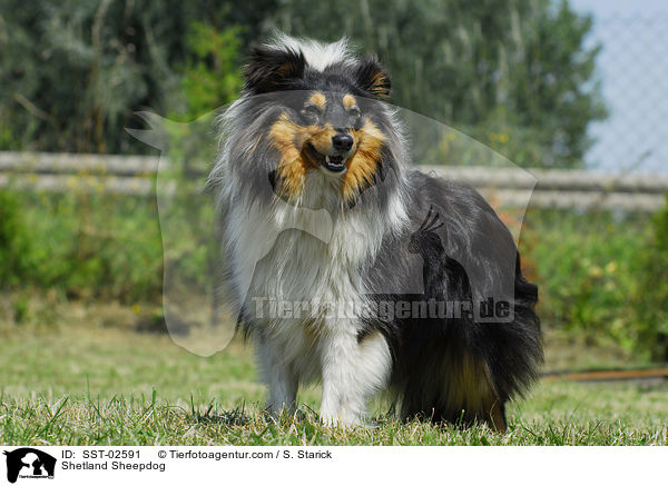 Shetland Sheepdog / Shetland Sheepdog / SST-02591