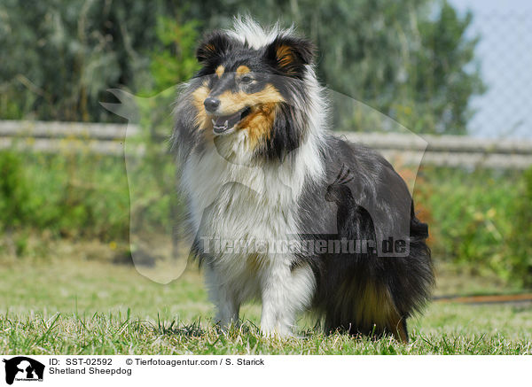 Shetland Sheepdog / Shetland Sheepdog / SST-02592