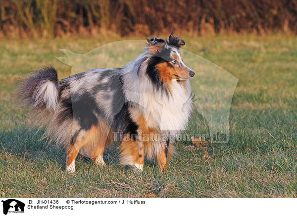Shetland Sheepdog / Shetland Sheepdog / JH-01436
