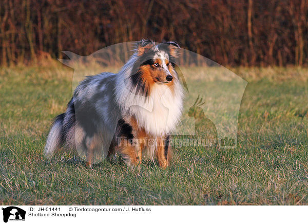 Shetland Sheepdog / Shetland Sheepdog / JH-01441