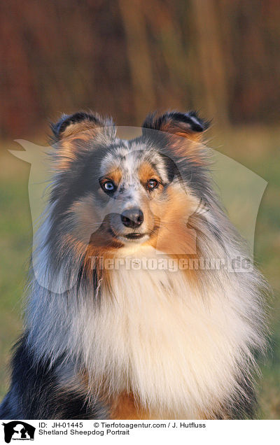 Shetland Sheepdog Portrait / Shetland Sheepdog Portrait / JH-01445