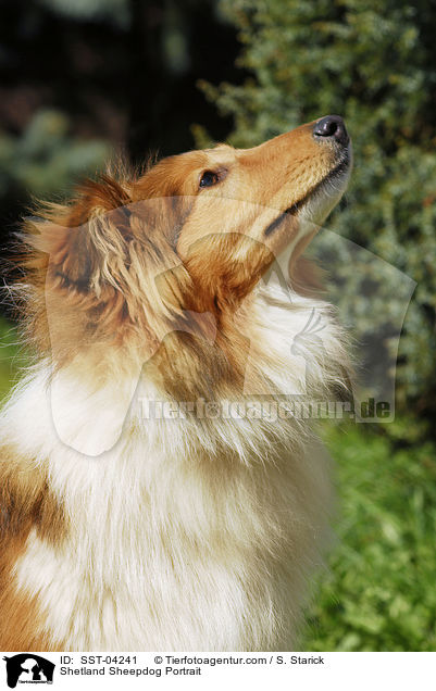 Shetland Sheepdog Portrait / Shetland Sheepdog Portrait / SST-04241