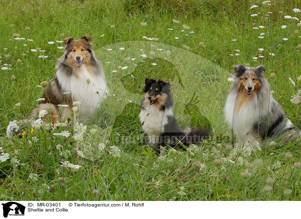 Sheltie and Collie / MR-03401