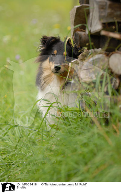 Sheltie / Sheltie / MR-03418