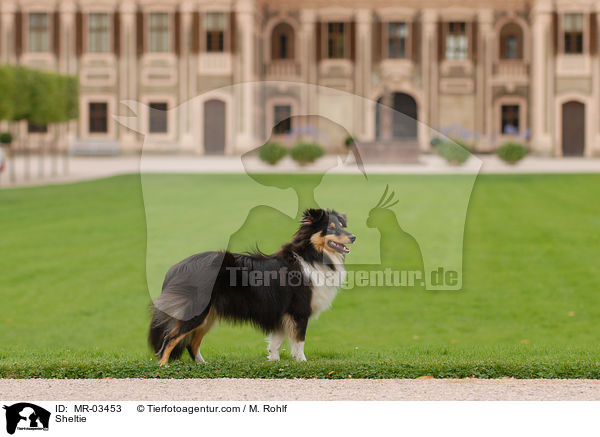 Sheltie / Sheltie / MR-03453