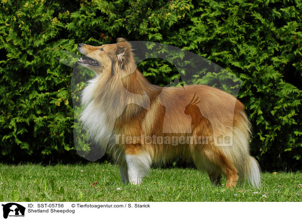 Sheltie / Shetland Sheepdog / SST-05756