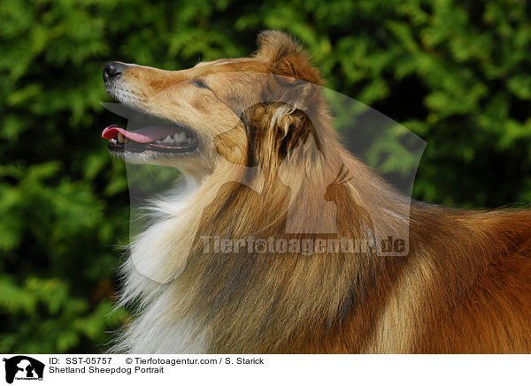 Sheltie Portrait / Shetland Sheepdog Portrait / SST-05757