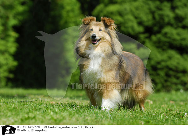 Sheltie / Shetland Sheepdog / SST-05778