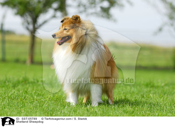 Sheltie / Shetland Sheepdog / SST-05789