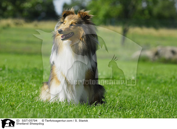 Sheltie / Shetland Sheepdog / SST-05794