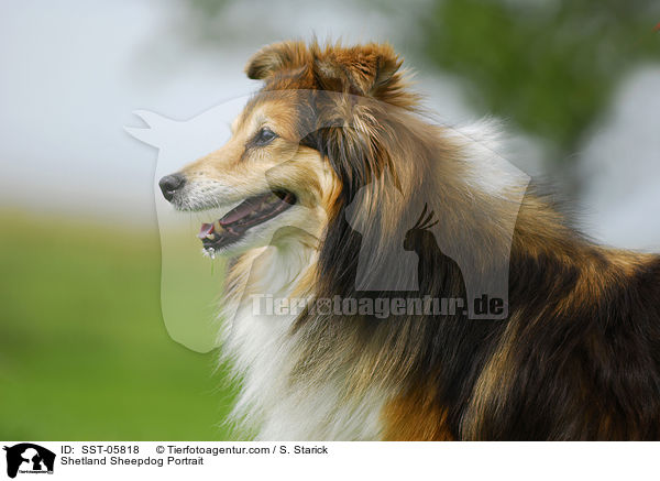 Sheltie Portrait / Shetland Sheepdog Portrait / SST-05818