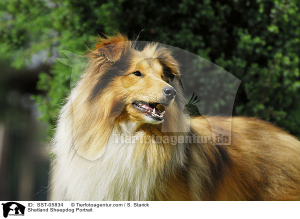 Sheltie Portrait / Shetland Sheepdog Portrait / SST-05834