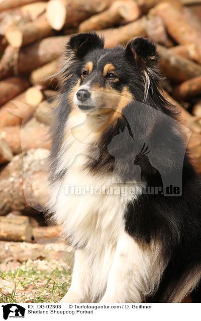 Sheltie Portrait / Shetland Sheepdog Portrait / DG-02303