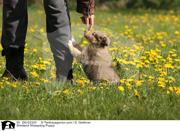 Sheltie Welpe / Shetland Sheepdog Puppy / DG-02320