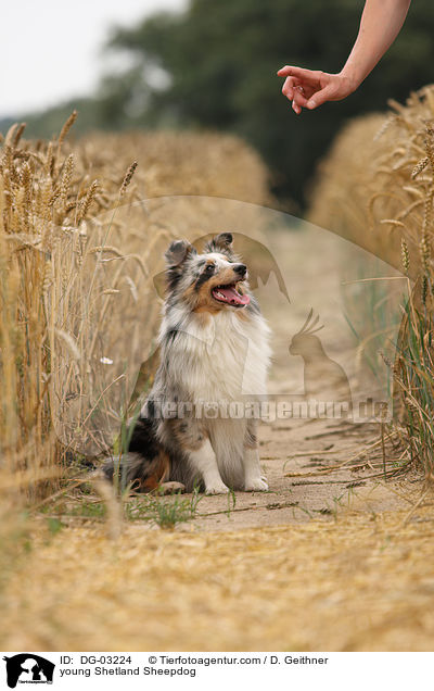 junger Sheltie / young Shetland Sheepdog / DG-03224
