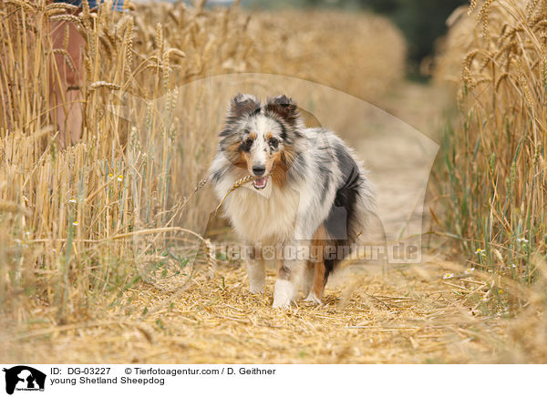 junger Sheltie / young Shetland Sheepdog / DG-03227