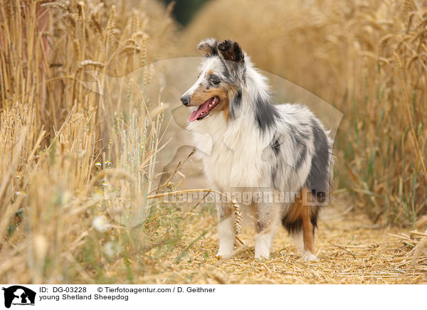 junger Sheltie / young Shetland Sheepdog / DG-03228
