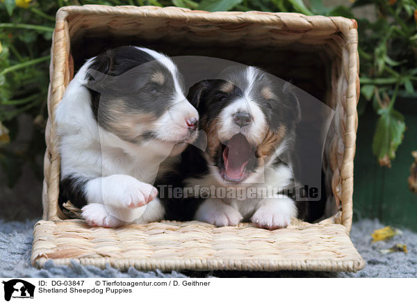 Sheltie Welpen / Shetland Sheepdog Puppies / DG-03847