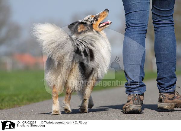 Shetland Sheepdog / CR-02237