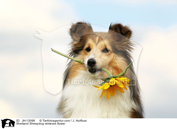 Shetland Sheepdog retrieves flower / JH-13096