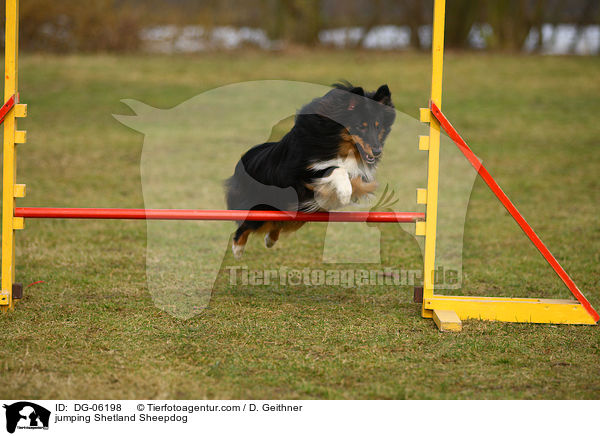 springender Sheltie / jumping Shetland Sheepdog / DG-06198