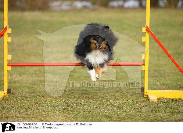 springender Sheltie / jumping Shetland Sheepdog / DG-06200