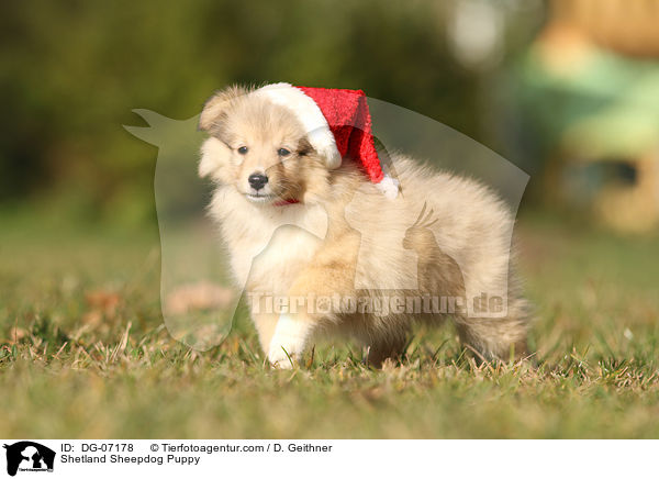 Sheltie Welpe / Shetland Sheepdog Puppy / DG-07178