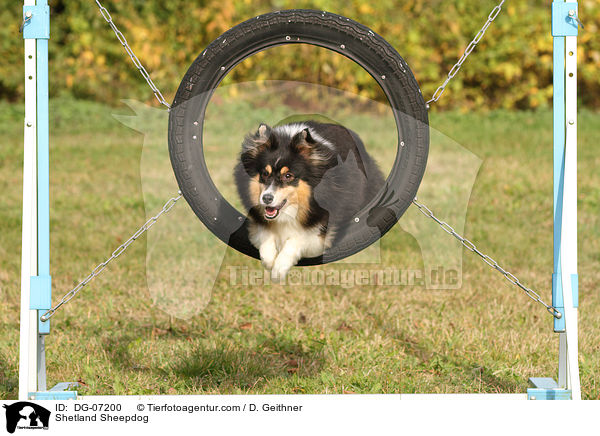 Sheltie / Shetland Sheepdog / DG-07200